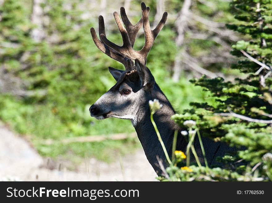 Close-up of Mule Deer Buck in dappled light stepping out of trees. Close-up of Mule Deer Buck in dappled light stepping out of trees