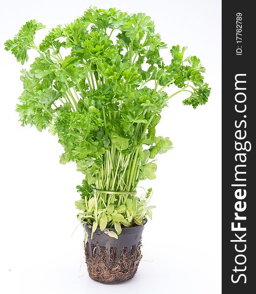 Bunch of parsley on a white background