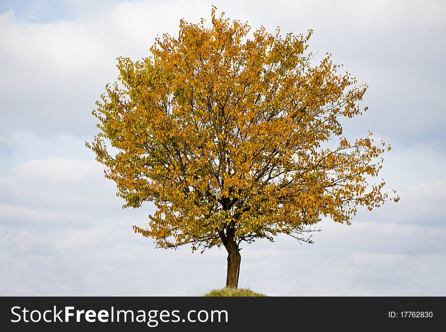 Lonely bright, autumn tree, day. Lonely bright, autumn tree, day