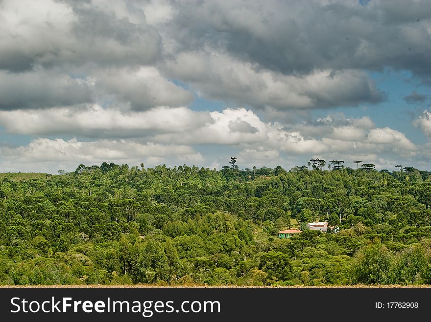House in the forest of Brazilian Pine Tree in Southern Brazil. House in the forest of Brazilian Pine Tree in Southern Brazil.