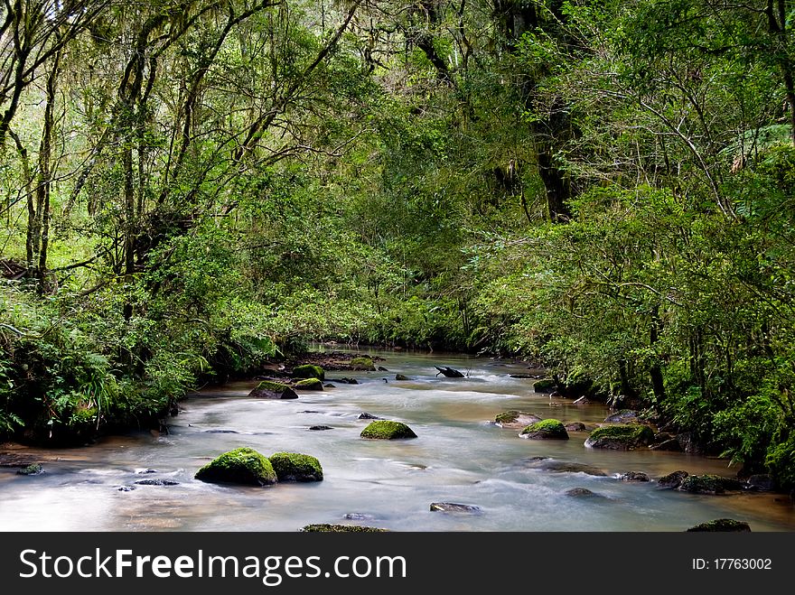 Tropical River