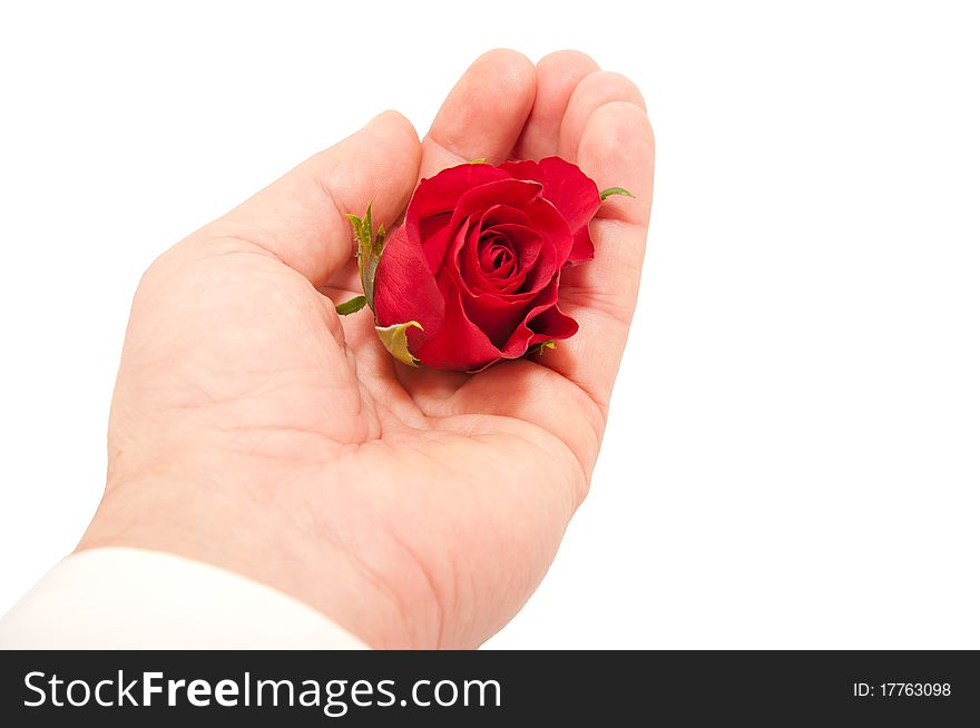 Romance, red roses in the men's hand