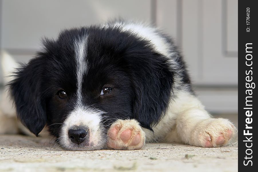 Small black and white dog lying on the terrace. Small black and white dog lying on the terrace