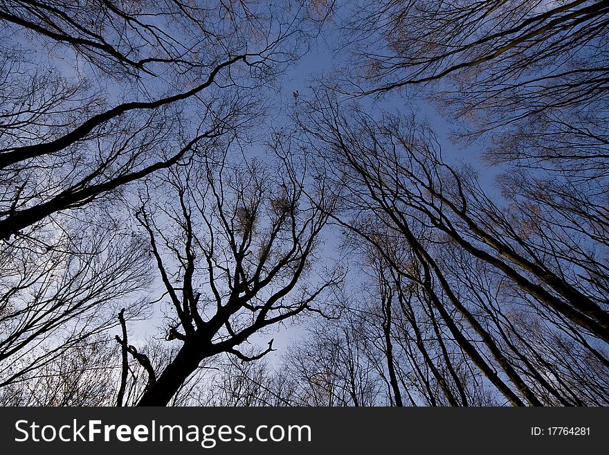 Towering trees in twilight. Sense of dread and unease. Towering trees in twilight. Sense of dread and unease