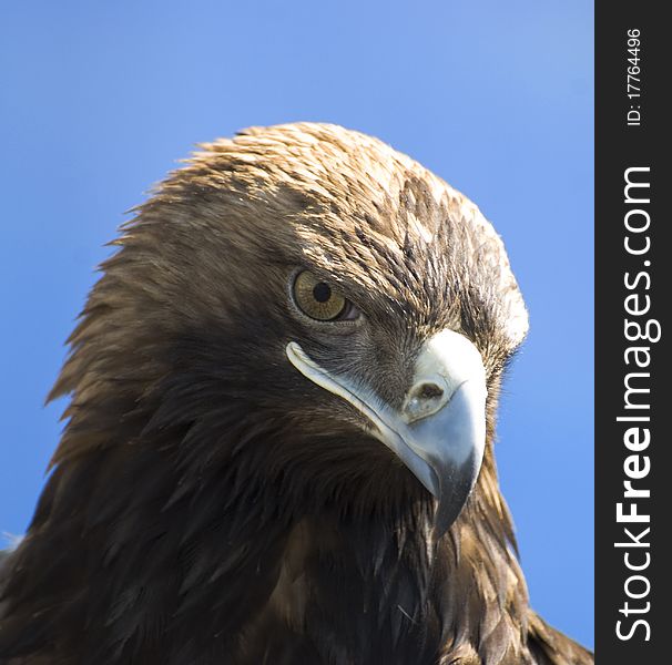 Nice portrait of a Eagle.