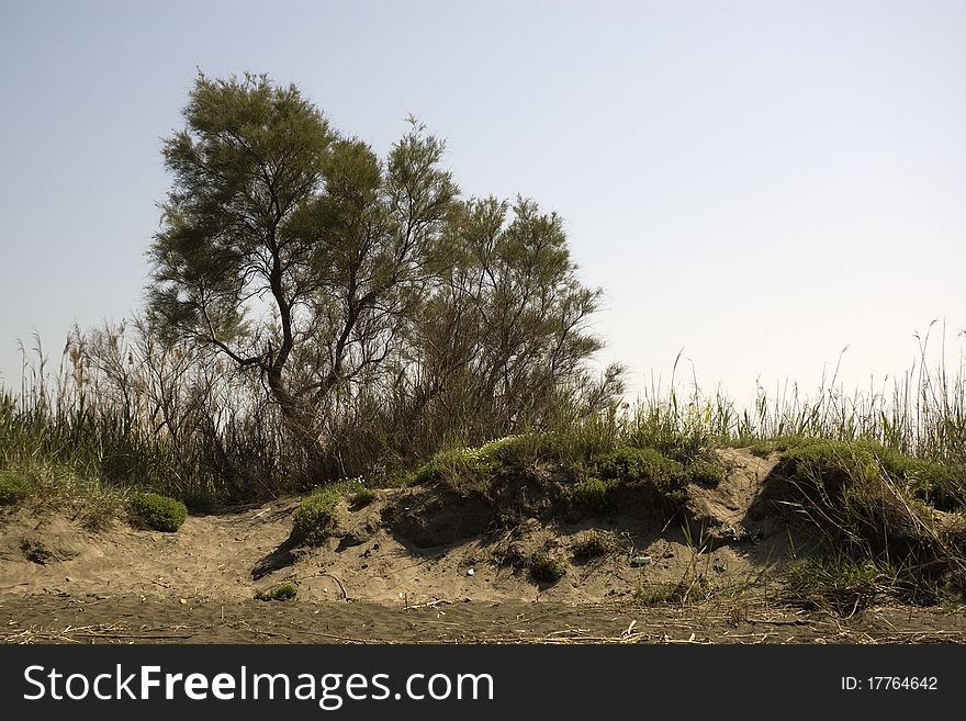 Tree and sand, landscape of fregene (maccarese) near rome, Italy