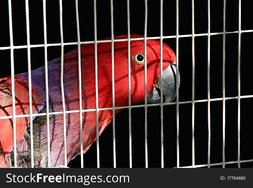 Australian King Parrot In A Cage