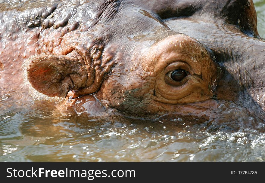 Portrait of a swimming hippo shot in the Budapest Zoo. Portrait of a swimming hippo shot in the Budapest Zoo.