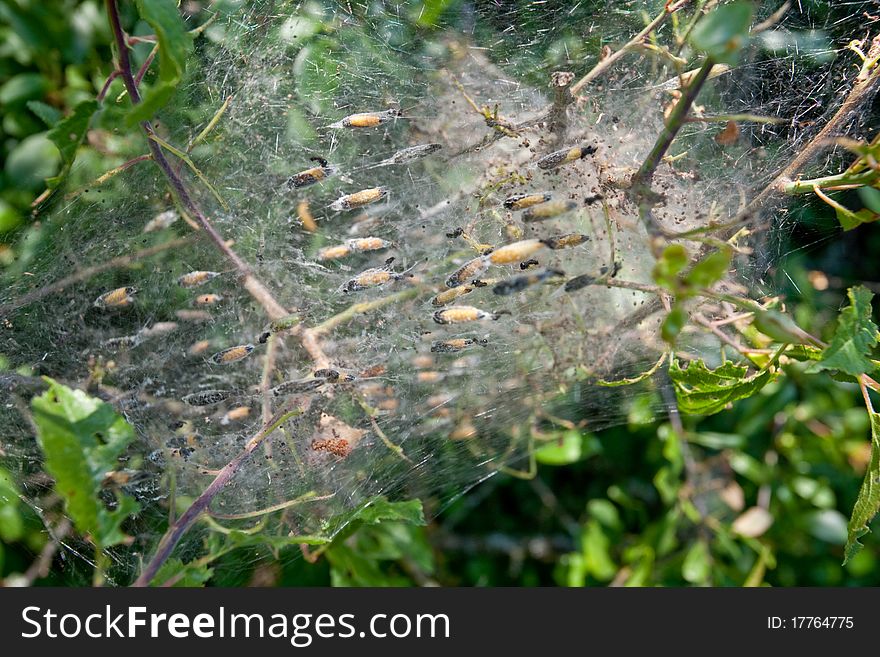 Insect pupas in webs in forest