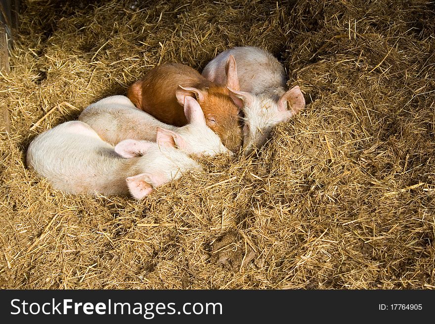 Baby Pigs Sleeping In Hay