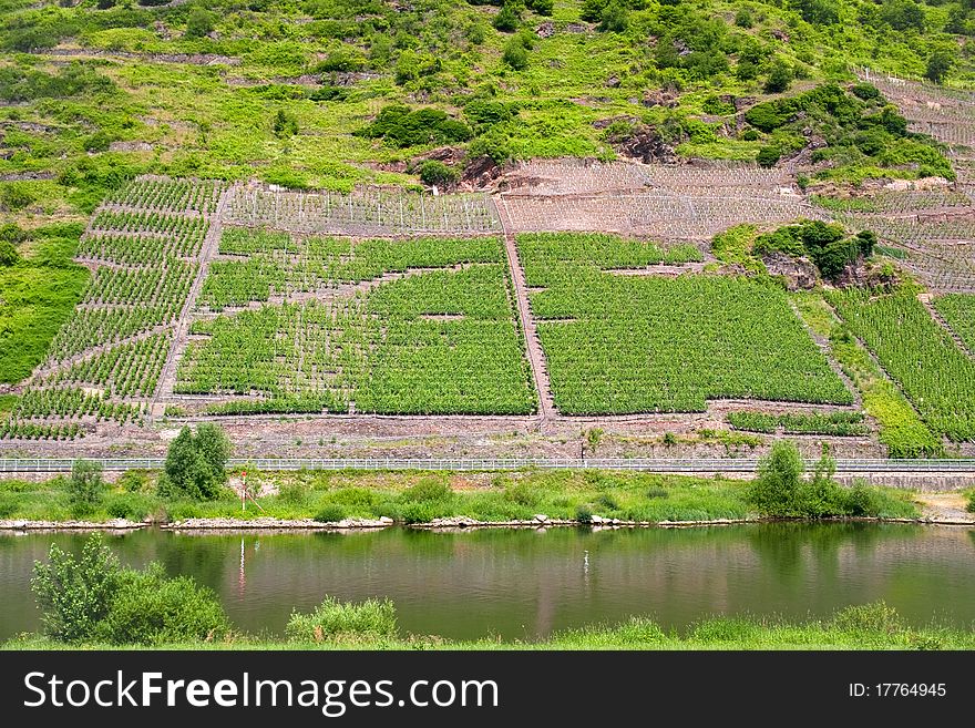 Vineyard In Moselle Valley