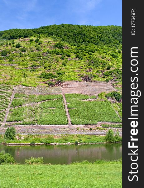 Vineyard In Moselle Valley