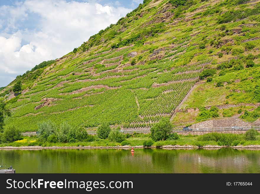 Vineyards in Moselle valley