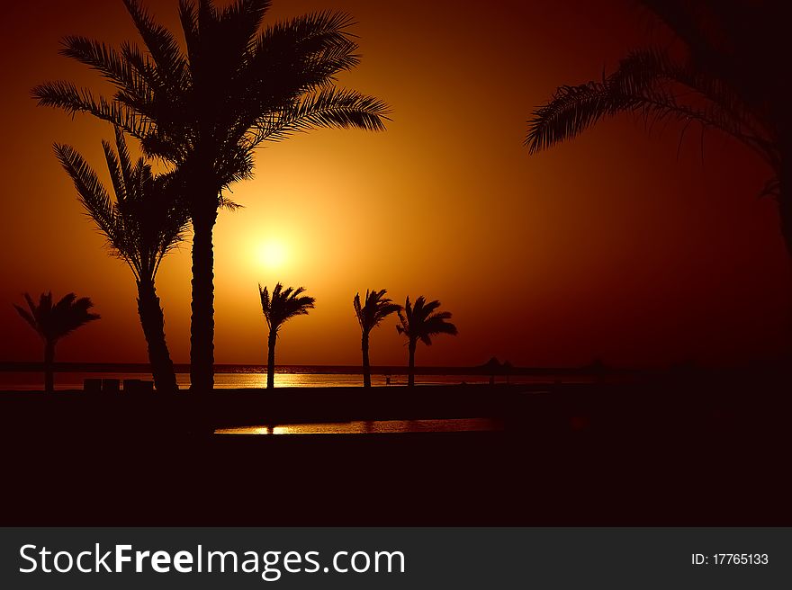 Palm trees at sea sunrise