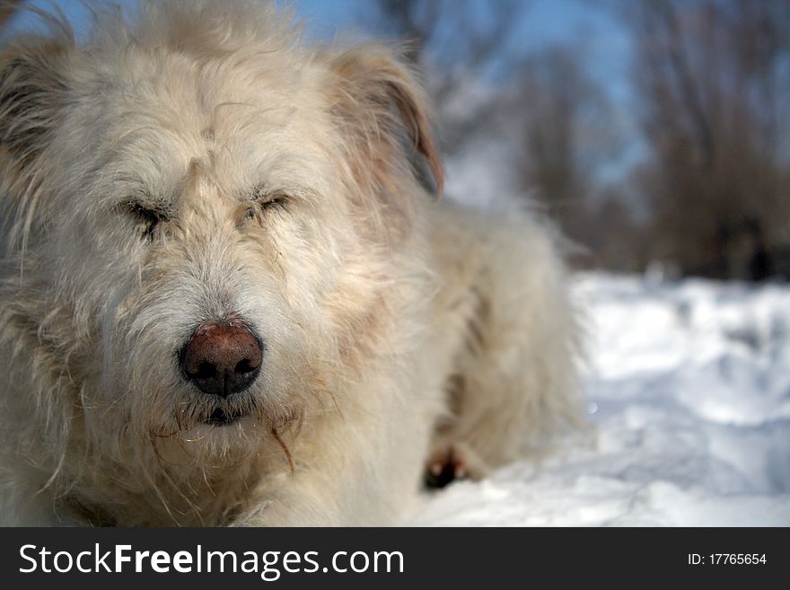 Closeup of a  dog sitting ond snow and warming at the sun