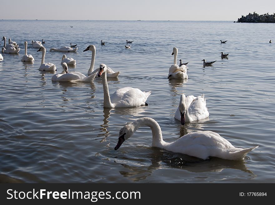 An group of beautiful swans swimming and eating in the sea