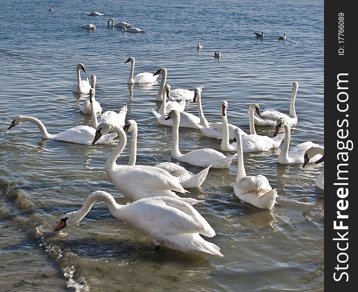 An group of beautiful swans swimming and eating in the sea