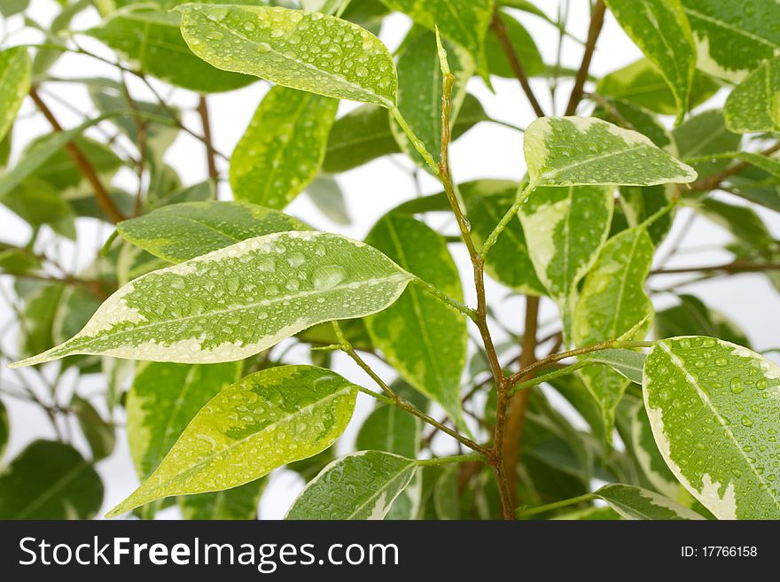 Close-up ficus leaves with drops of water