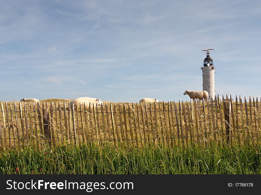 Lighthouse And Flock Of Sheep