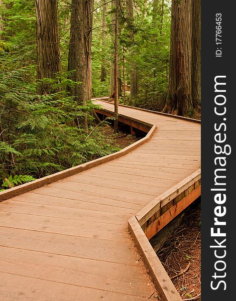 Boardwalk showing the path through huge cedar trees in Glacier National Park, Montana. Boardwalk showing the path through huge cedar trees in Glacier National Park, Montana.