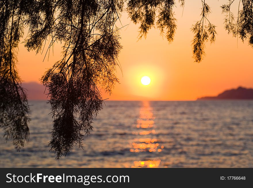 Pine tree branch and sunset - nature vacations background