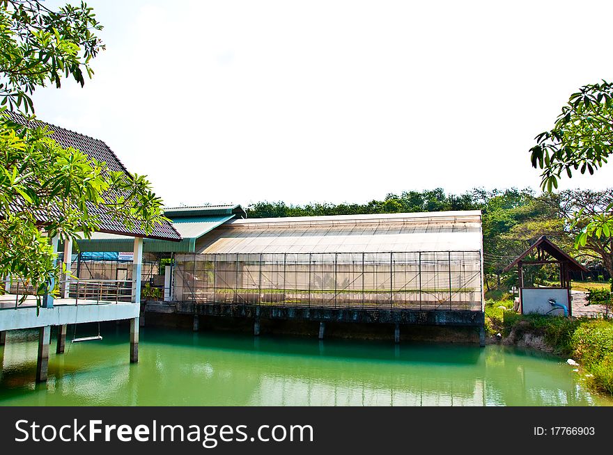 The Green house of vegetables