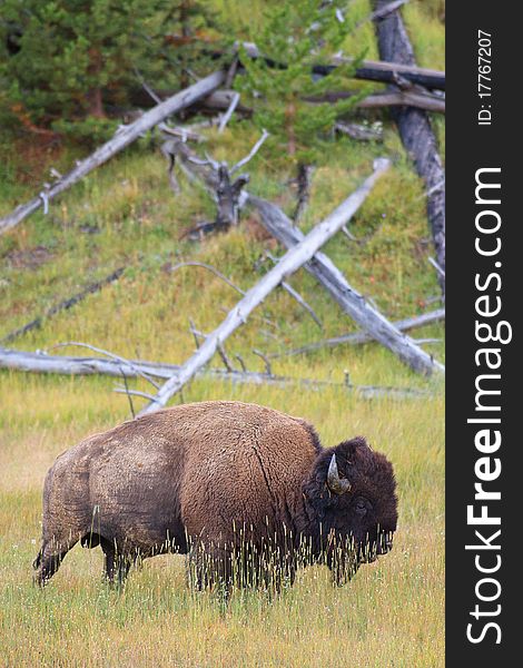 Bull bison standing in tall grass, Yellowstone. Bull bison standing in tall grass, Yellowstone.