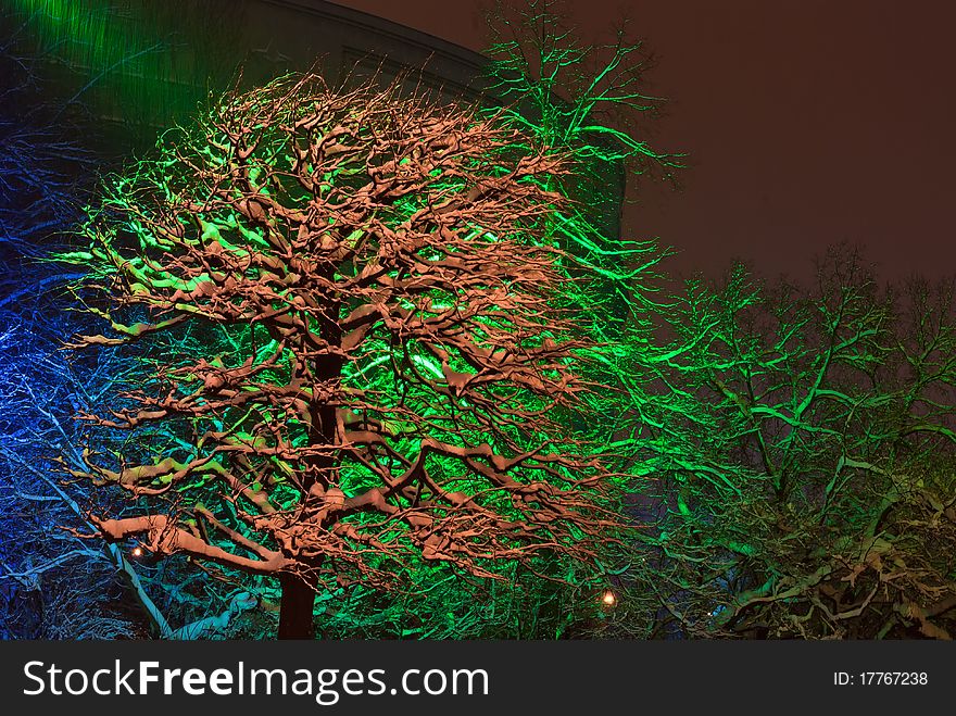 Snow-covered trees with color illumination at night in winter. Snow-covered trees with color illumination at night in winter