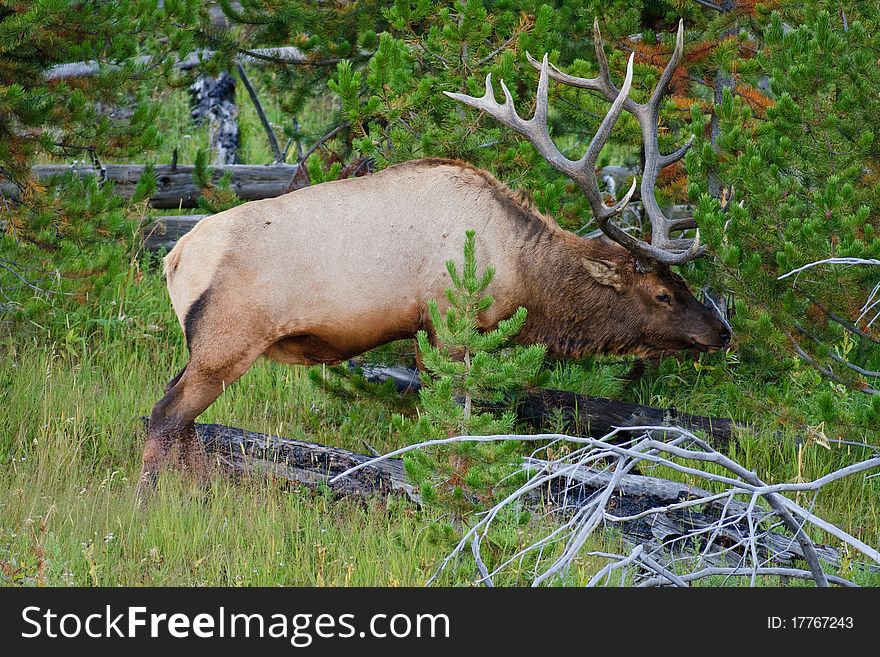 Huge Bull Elk