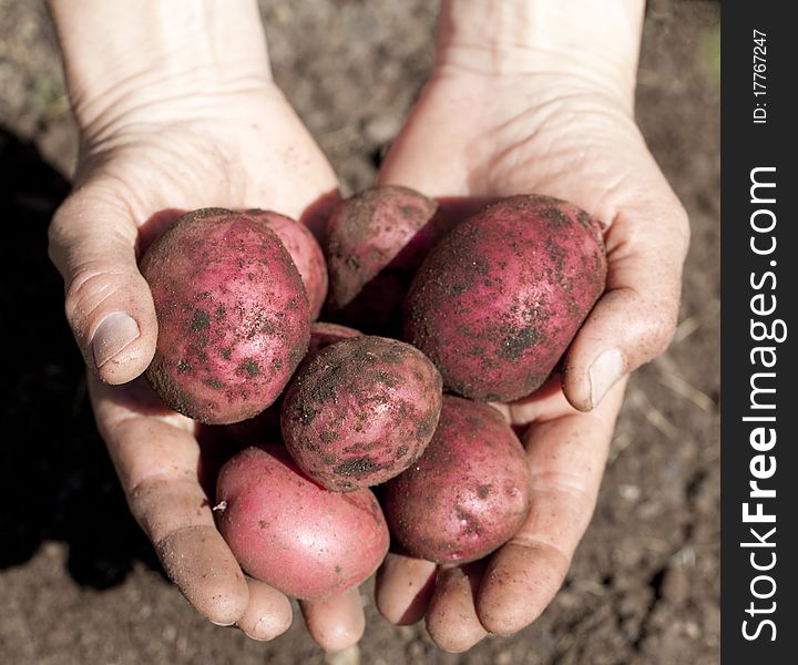 A pair of hands holds freshly dug, red skinned potatoes. A pair of hands holds freshly dug, red skinned potatoes.