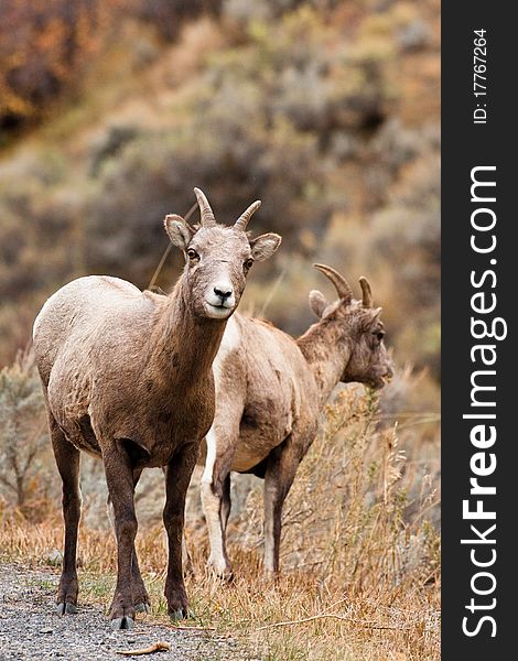 Two female bighorn sheep grazing in Montana. Two female bighorn sheep grazing in Montana.