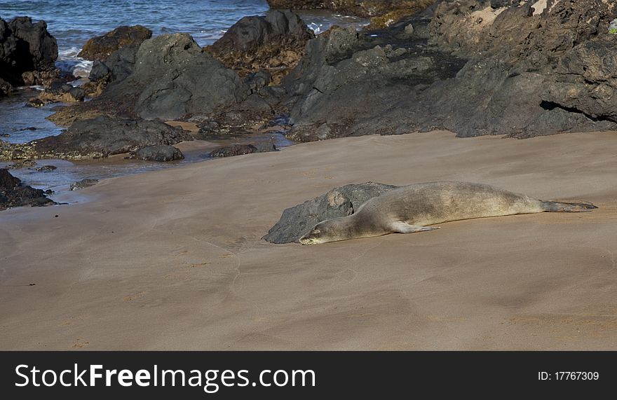 An endangered Monk Seal snoozes on a Hawaiian beach.