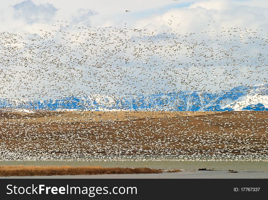 Huge flock of snow geese blast off from a Montana lake. Huge flock of snow geese blast off from a Montana lake.
