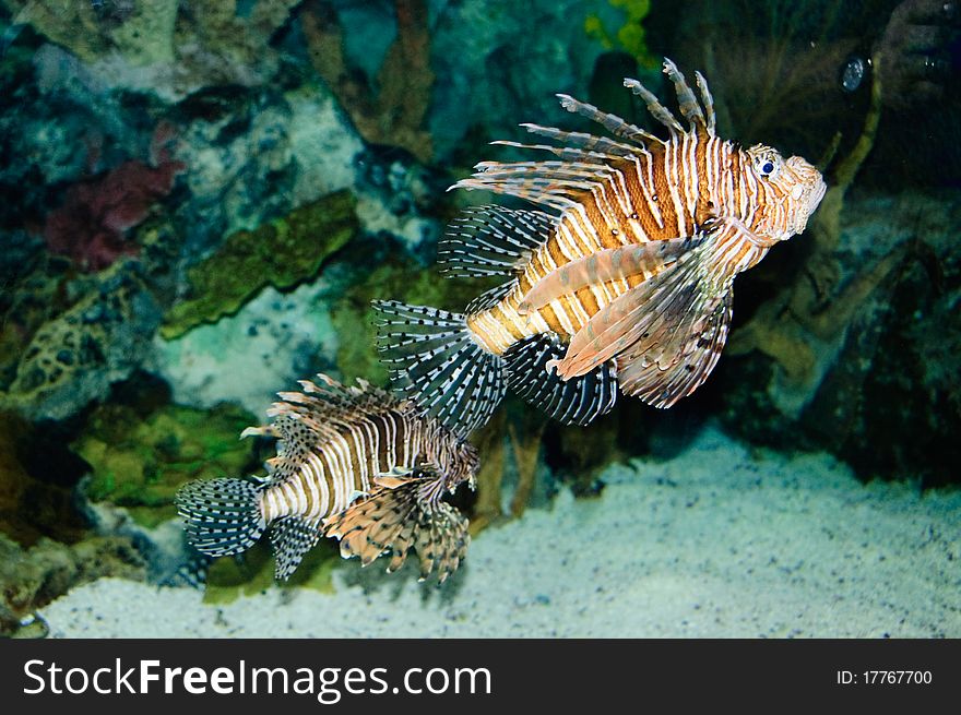 Red lionfish at Vancouver Aquarium. Red lionfish at Vancouver Aquarium.