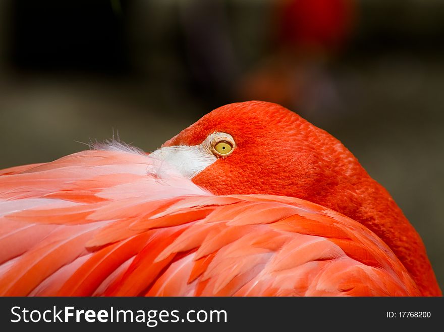 Beautiful Pink American Flamingo closeup. Beautiful Pink American Flamingo closeup