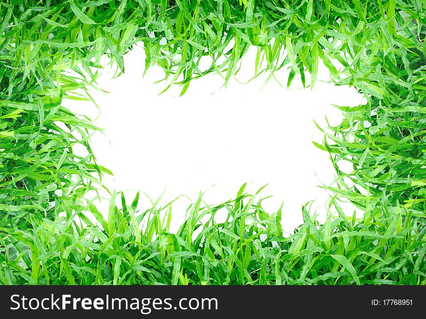 Green grass isolated on white background. Green grass isolated on white background