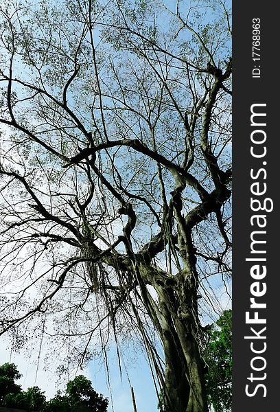 This is a very old banyan,located in Gulang island- a beautiful island in south China. This is a very old banyan,located in Gulang island- a beautiful island in south China.