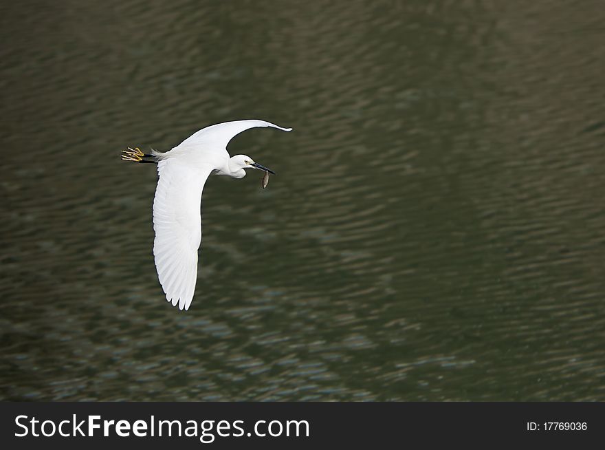 White Egret In Flight