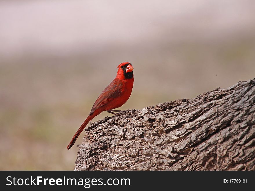 A bright red Northern Cardinal perched on a stump in the desert of southern Texas.