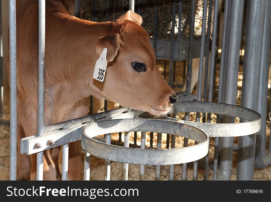 View of a young jersy calf in pen