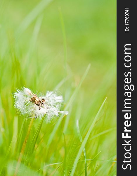 Single white dandelion on a green grass