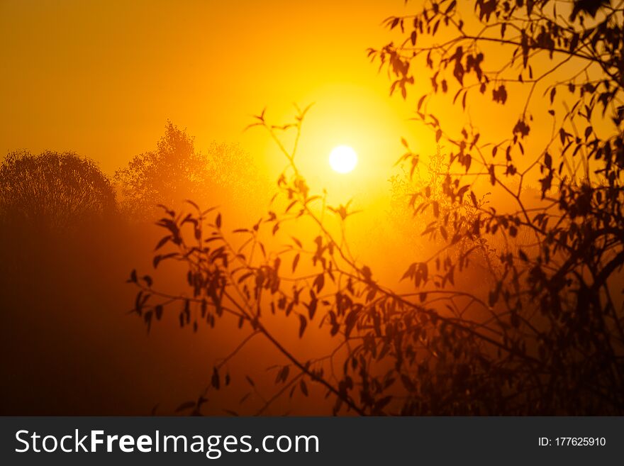 Bright Morning In The Forest. Orange And Yellow Sun On The Background Of The Forest And Branches. Savannah. The Problem Of Drought