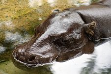 Pygmy Hippo Stock Images