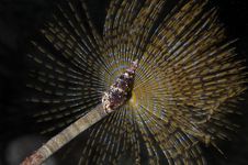 Sabella Spallanzanii Sea Worm Stock Photography Sabella Spallanzanii Sea Worm Stock Photography