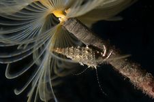 Sabella Spallanzanii Sea Worm Stock Photos Sabella Spallanzanii Sea Worm Stock Photos