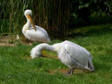 Two Pelicans Stock Photos Two Pelicans Stock Photos