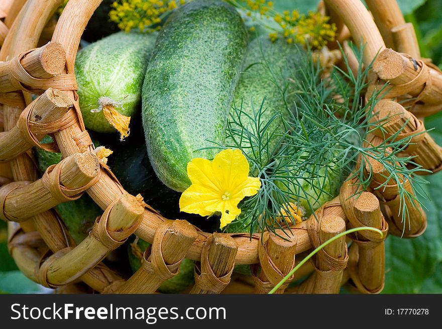 Crop of cucumbers in a basket