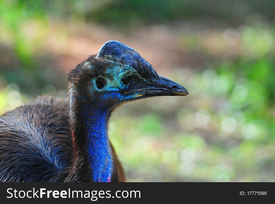 Portrait of Cassowary bird taken in a zoo, Thailand