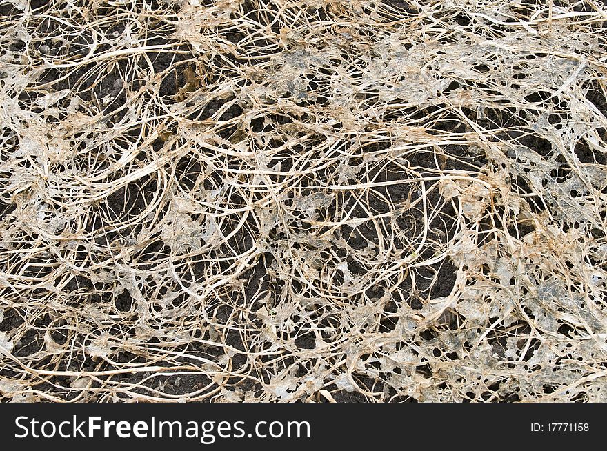 Rotting leaves and stems on a vegetable garden ground. Rotting leaves and stems on a vegetable garden ground