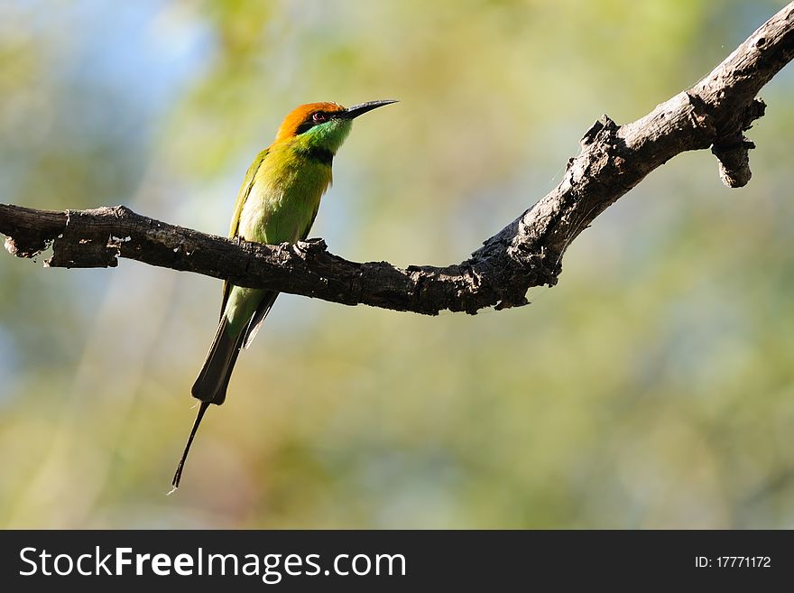 Green Bee Eater Bird perching on a branch of tree